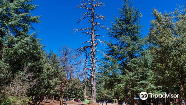 Cèdre Gouraud Forest Cedre Gouraud Forest