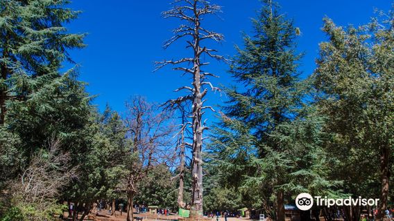 Cèdre Gouraud Forest Cedre Gouraud Forest