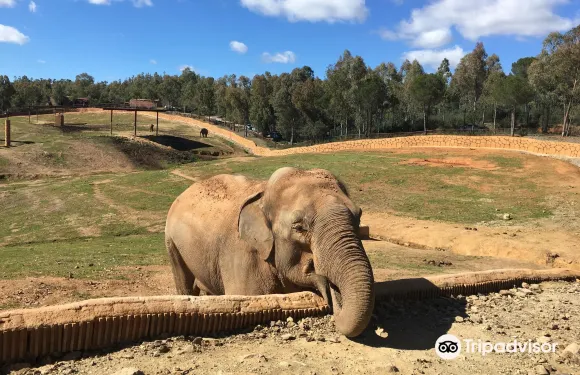 卡斯提瑤德拉斯古阿爾達斯