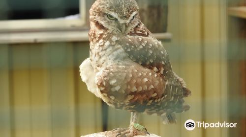 Burrowing Owl Interpretive Centre