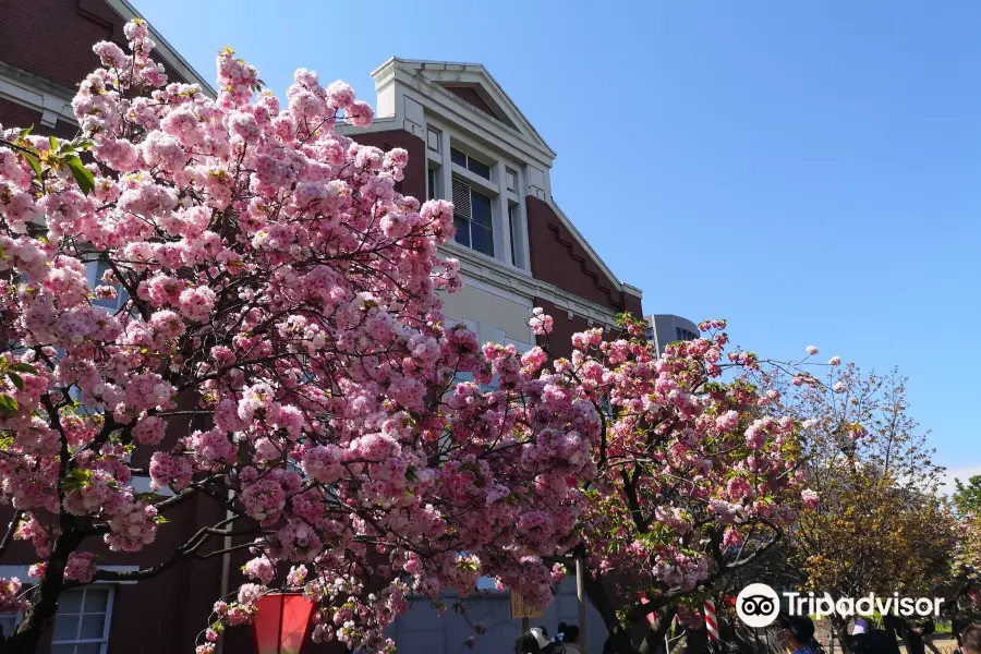 造幣局 桜の通り抜け