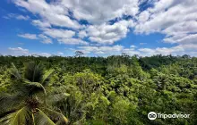 Segara Windhu Coffee Plantation