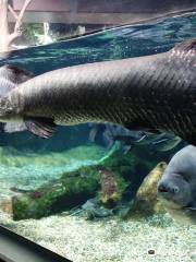 世界淡水魚園水族館 アクア・トト ぎふ