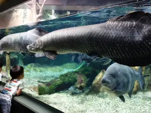 World Freshwater Aquarium Aquatotto Gifu