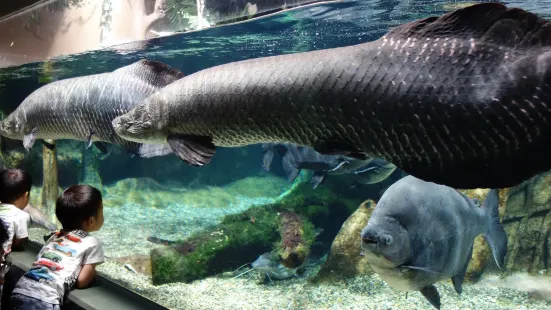 世界淡水魚園水族館 アクア・トト ぎふ