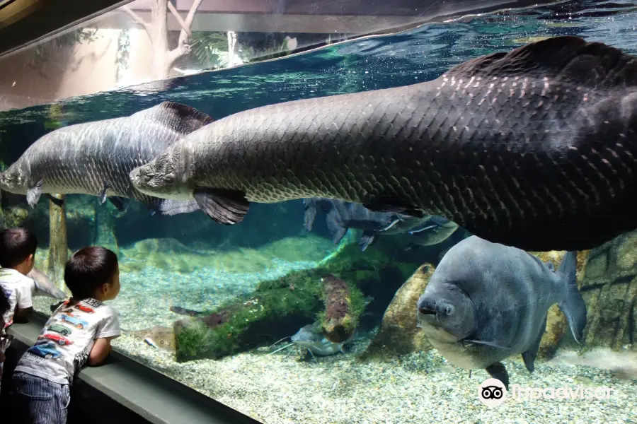 世界淡水魚水族館 Aqua Toto 岐阜