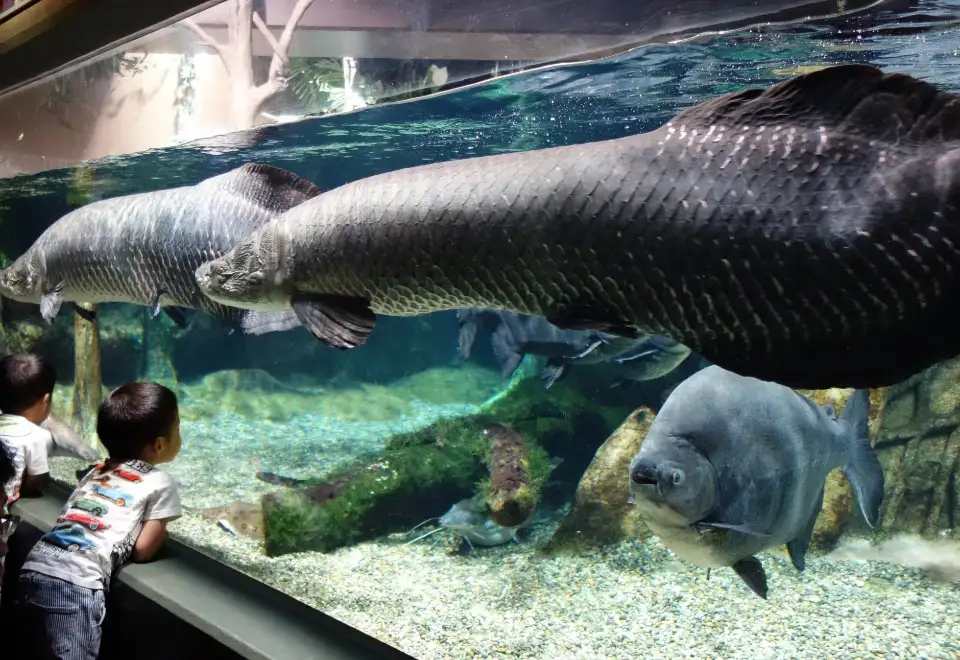 2_World Freshwater Aquarium Aqua Totto Gifu