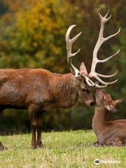 Wildpark Aurach