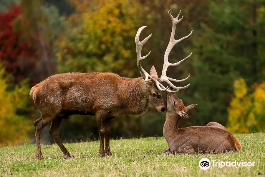 Wildpark Aurach