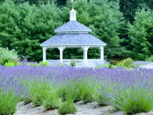 Lavender Pond Farm