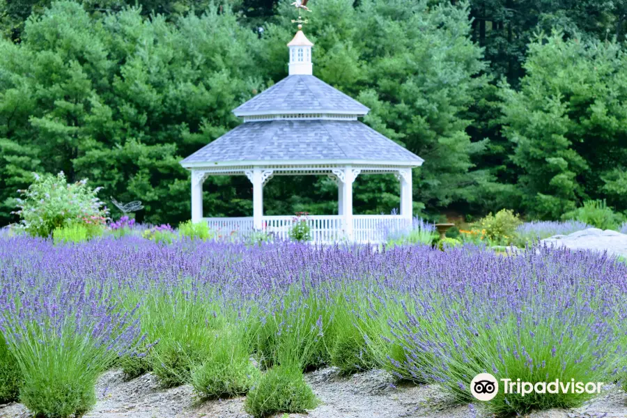 Lavender Pond Farm