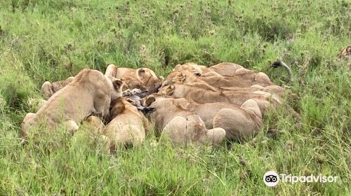 African Pangolin Safaris