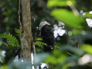 Nouabale-Ndoki National Park