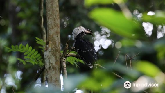 Nouabalé-Ndoki National Park