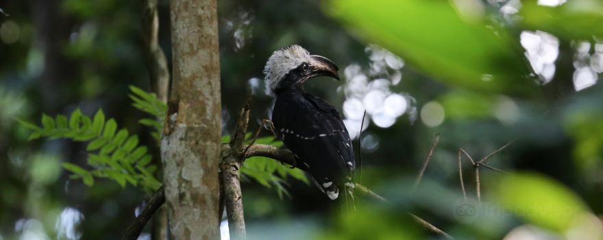 Nouabale-Ndoki National Park