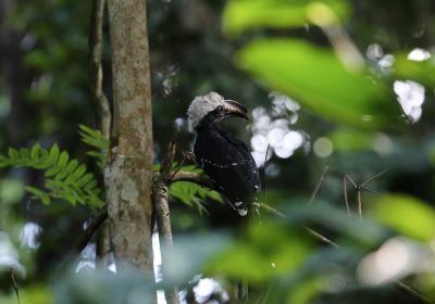 Nouabale-Ndoki National Park