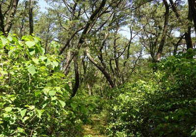 Niji No Matsubara Pine Grove