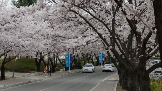 Yeungnam University Love Road