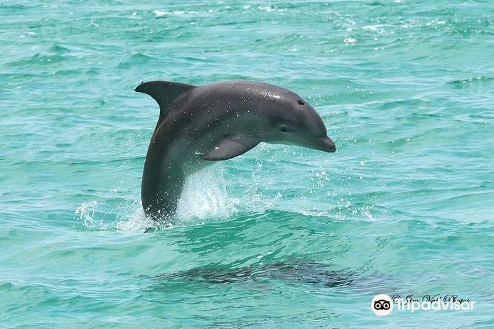 5_Southern Star Dolphin Cruise