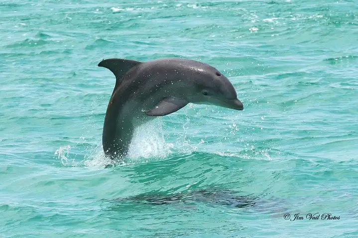 5_Southern Star Dolphin Cruise