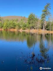 Bearsden Forest Conservation Area