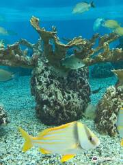 セント・オーガスティーン水族館