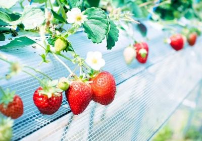 Iwamura Strawberry Farm