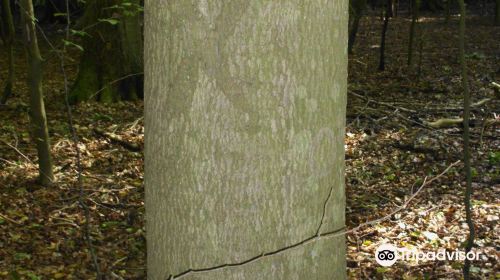 Gedenkstätte Todesmarsch im Belower Wald