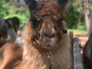 Carlson's Llovable Llamas