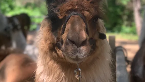 Carlson's Llovable Llamas