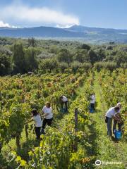 Donnafugata Cantina Randazzo Etna