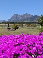 Drakenstein Lion Park