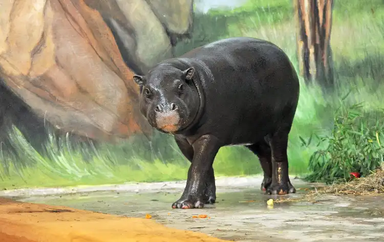 Hotels in der Nähe von Zoo Rostock