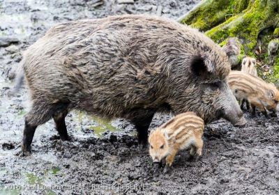 Wildgehege Moritzburg - Staatsbetrieb Sachsenforst Forstbezirk Dresden