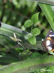 Batchelor Butterfly Farm and Pet Garden