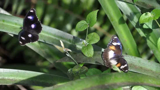 Batchelor Butterfly Farm and Pet Garden