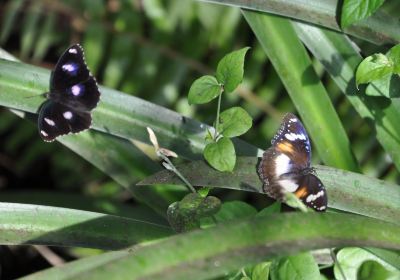 Batchelor Butterfly Farm and Pet Garden