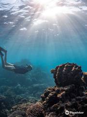 Ningaloo Reef Dive