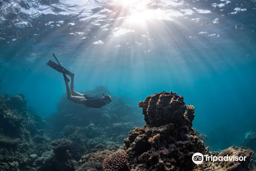 Ningaloo Reef Dive