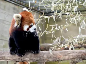 ユーティカ動物園