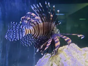 Gulf Specimen Aquarium