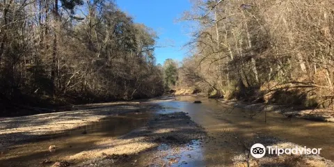 Homochitto National Forest