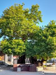 Chinar Tree