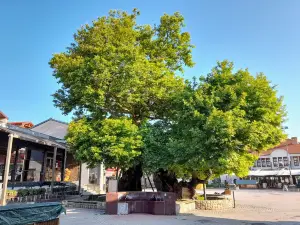 Chinar Tree