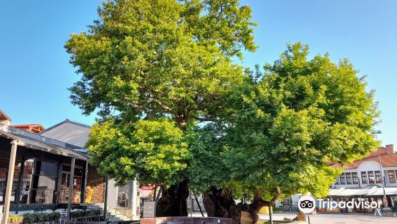 Chinar Tree