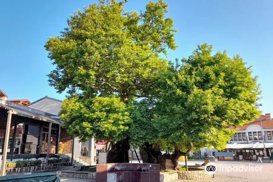 Chinar Tree