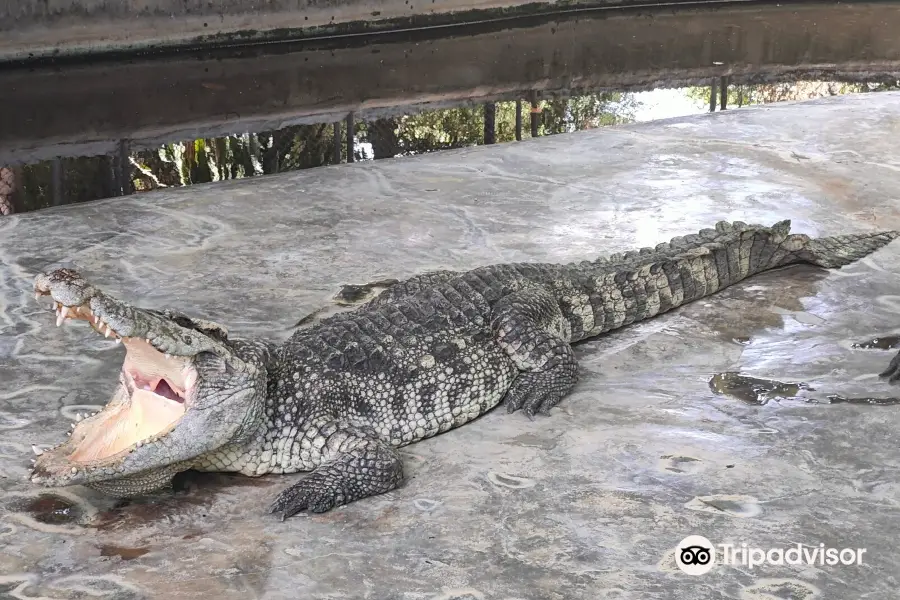 Samui Crocodile Farm