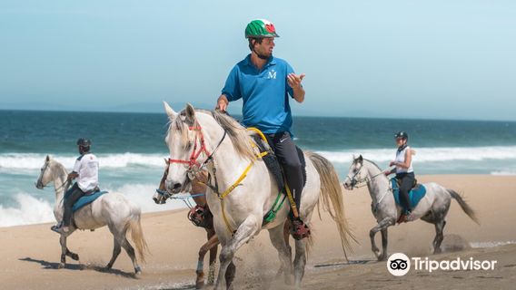 Horses by the Beach