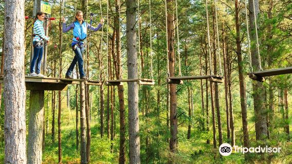 Go Ape Grizedale