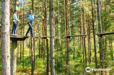 Go Ape Grizedale